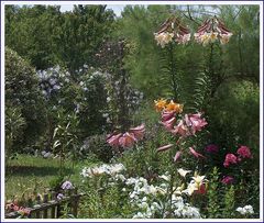 Dans le jardin d'ma mère ....