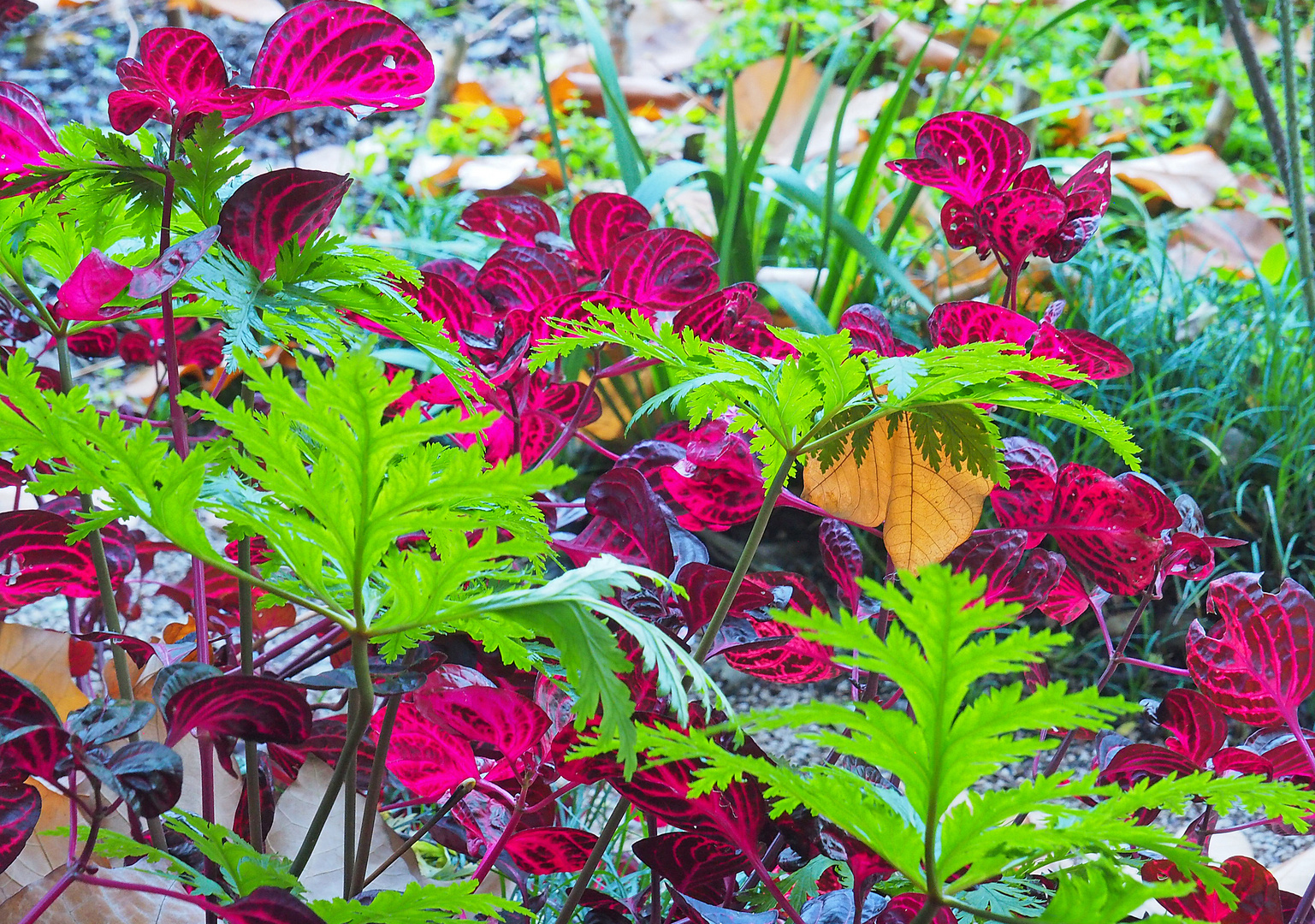 Dans le Jardin du Val Rahmeh  -  Menton