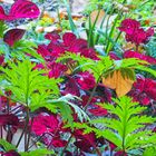 Dans le Jardin du Val Rahmeh  -  Menton