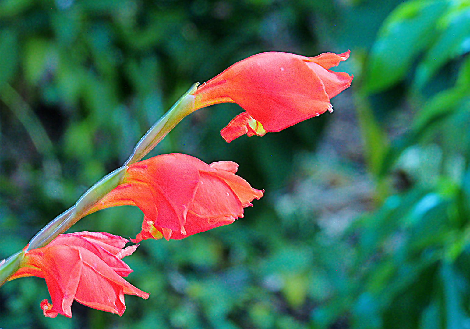 Dans le jardin du Val Rahmeh, Menton