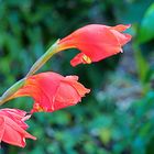 Dans le jardin du Val Rahmeh, Menton