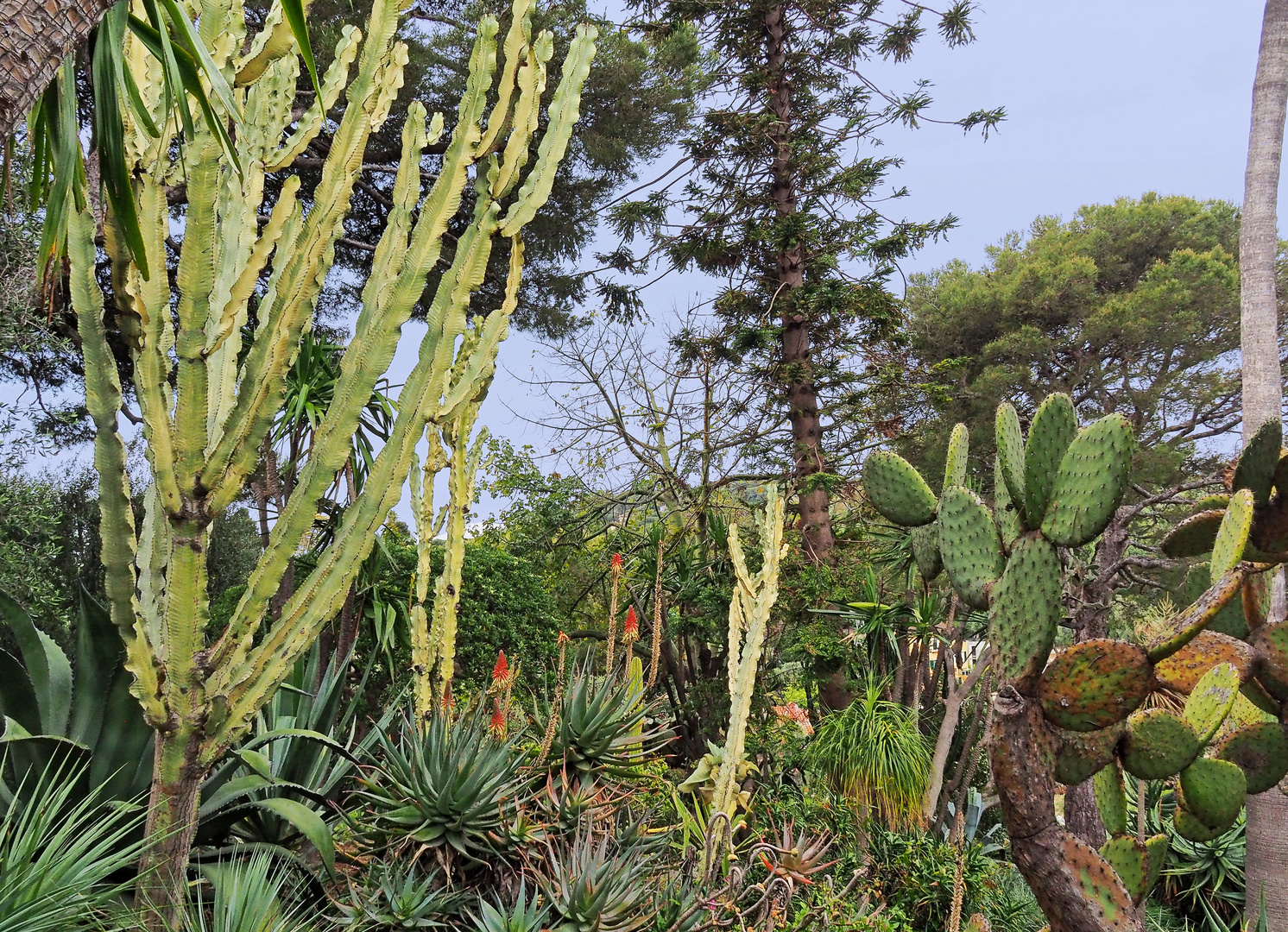 Dans le jardin exotique