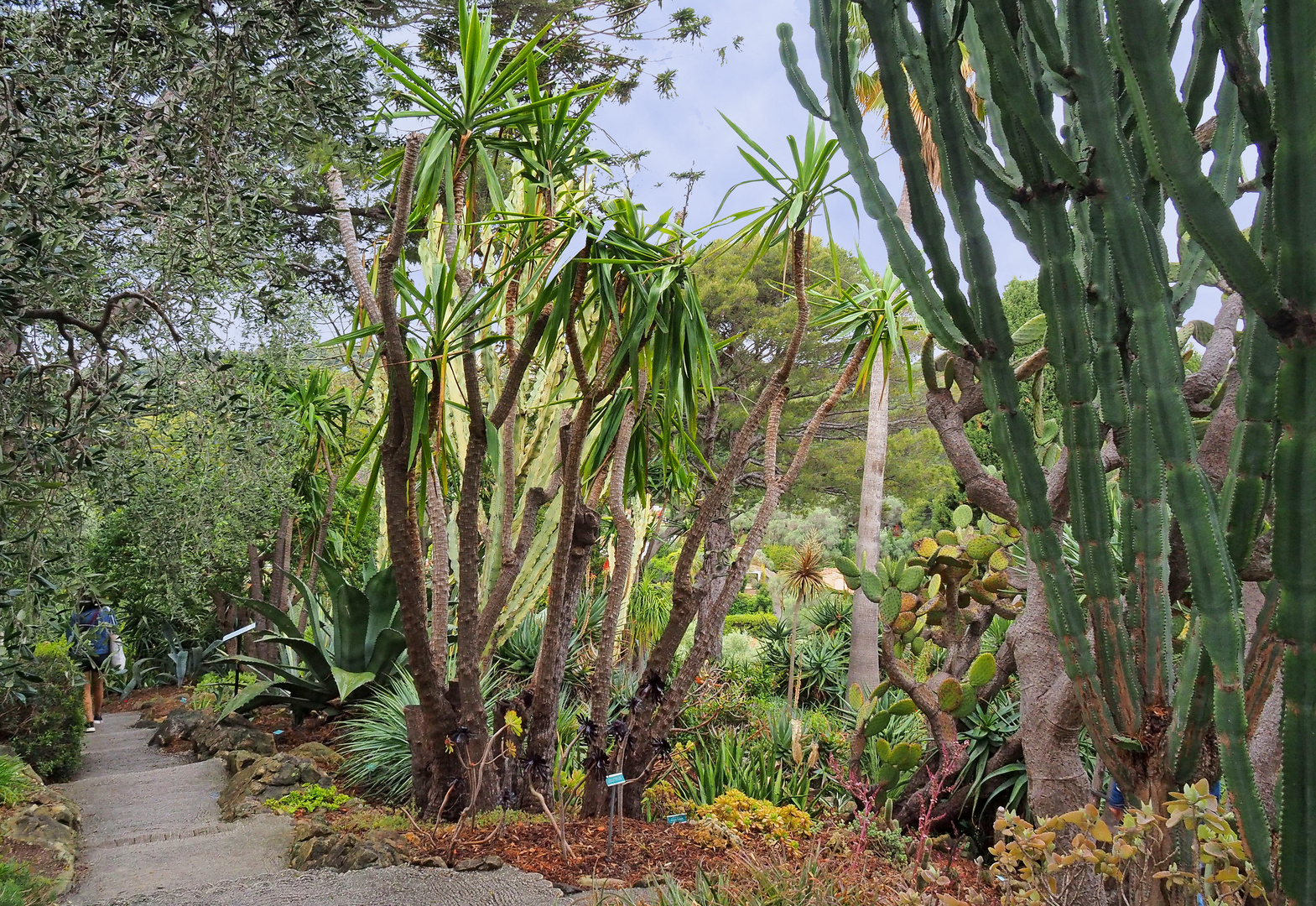 Dans le jardin exotique  -  Je vous souhaite un bon dimanche