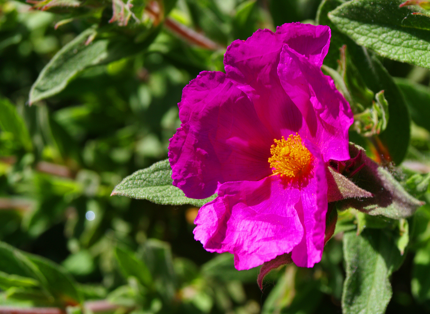 Dans le jardin : fleur de ciste « Silver Pink » - Im Garten : « Silver Pink » Cystusblume
