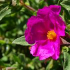 Dans le jardin : fleur de ciste « Silver Pink » - Im Garten : « Silver Pink » Cystusblume