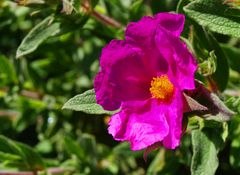 Dans le jardin : fleur de ciste « Silver Pink » - Im Garten : « Silver Pink » Cystusblume