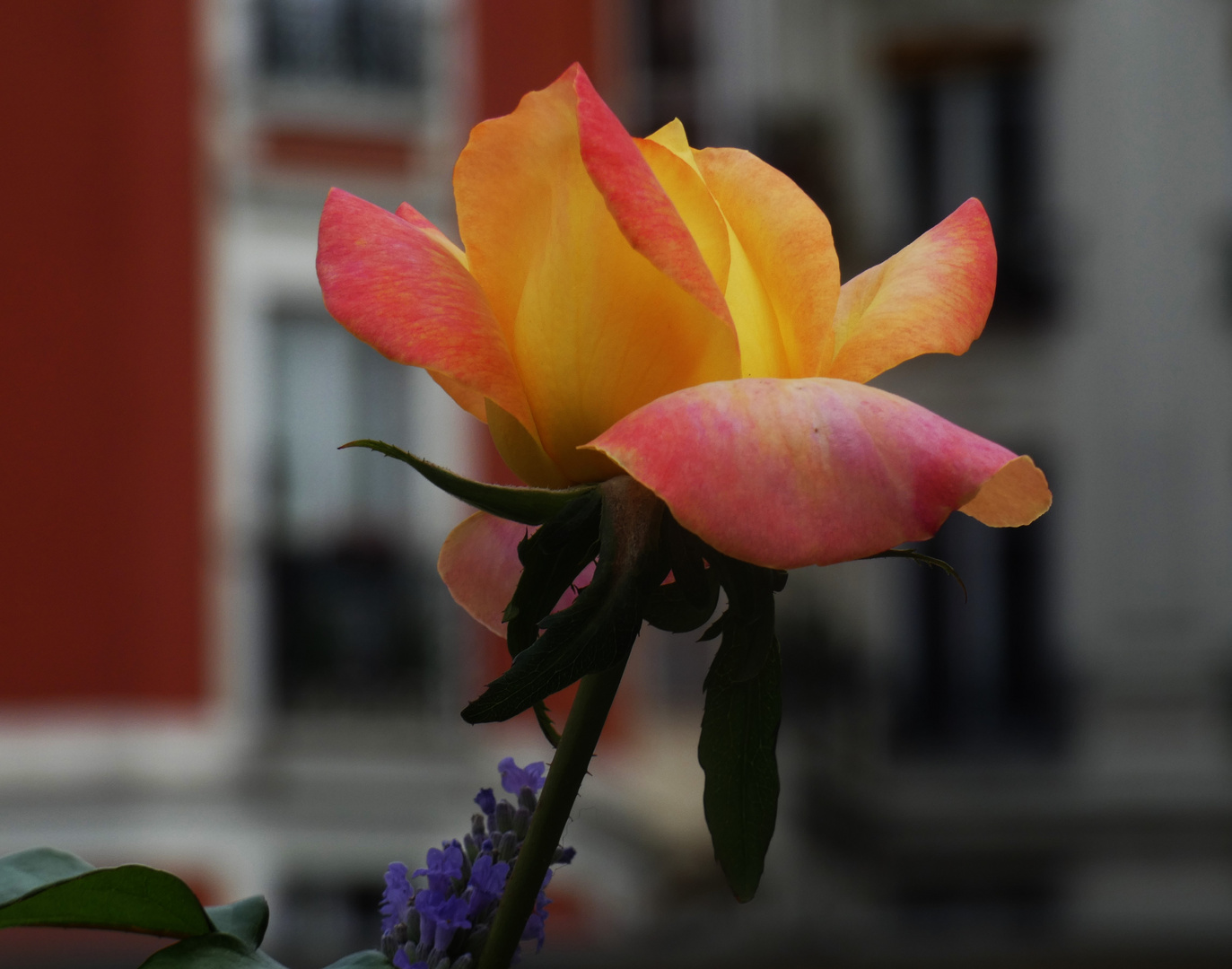 Dans le jardin sauvage Saint-Vincent.