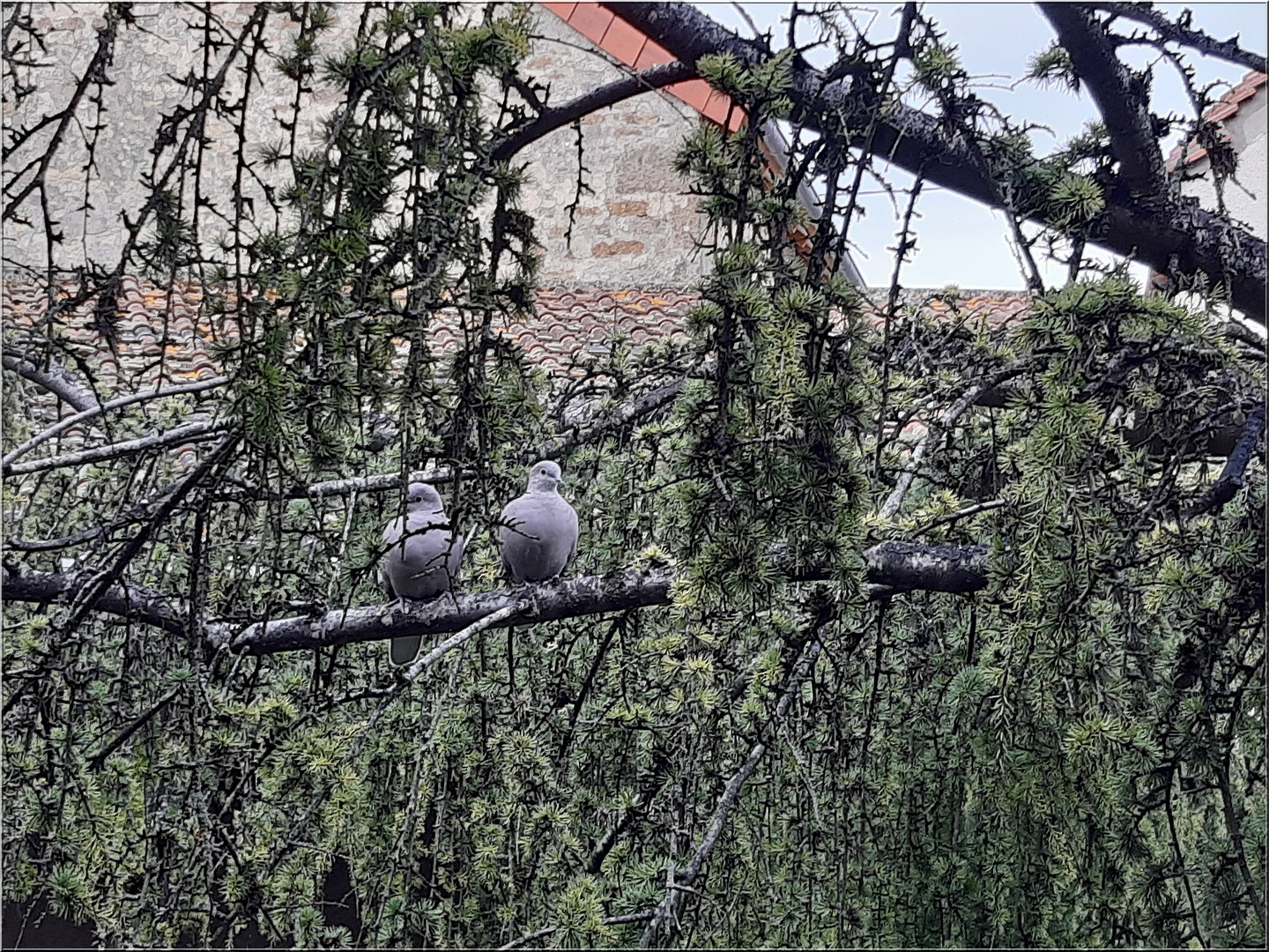 ..Dans le jardin, un petit couple de tourterelles..