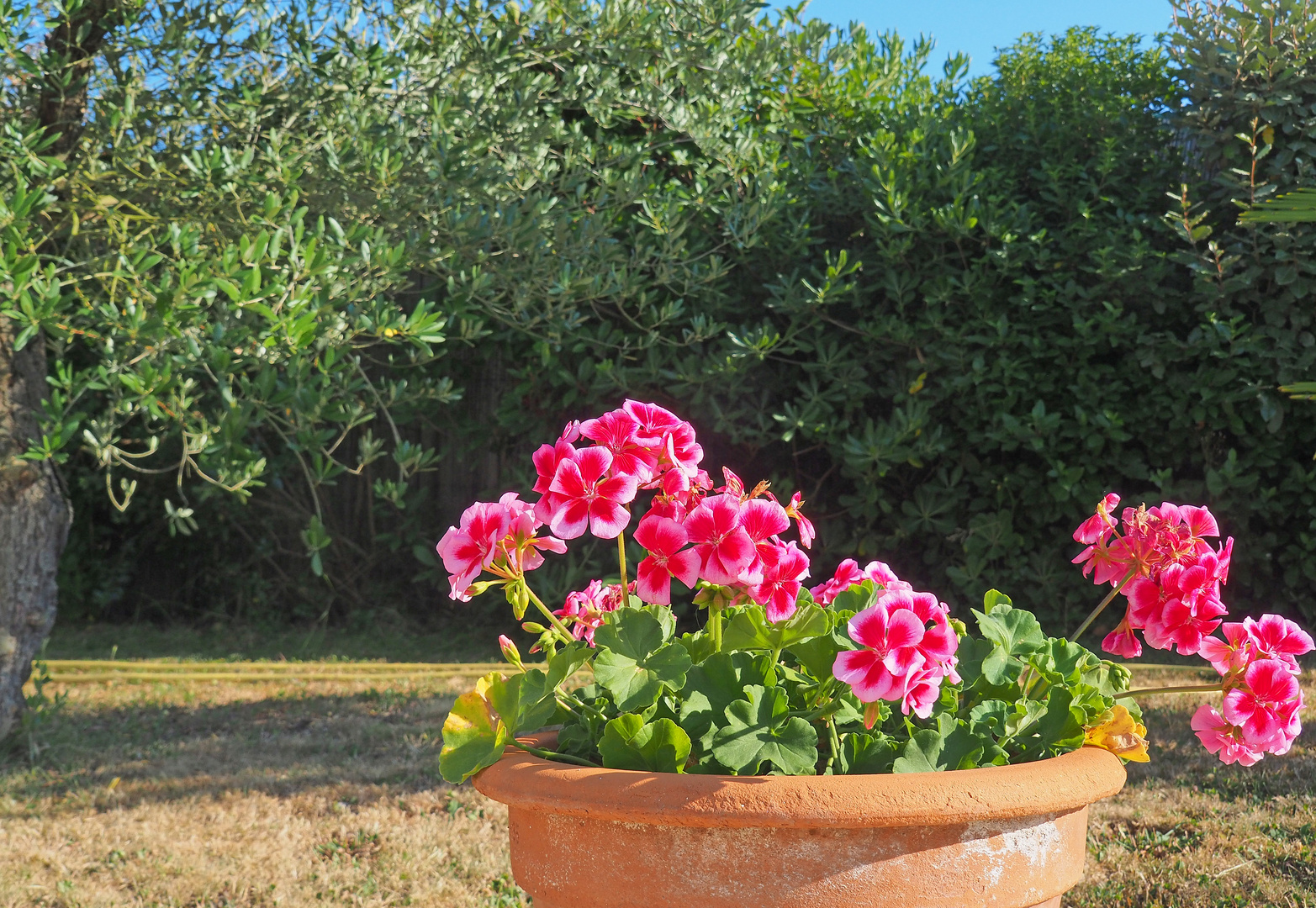 Dans le jardin….bien sec!