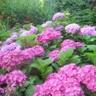 Dans le jardin,<Hortensia au coin verdure>