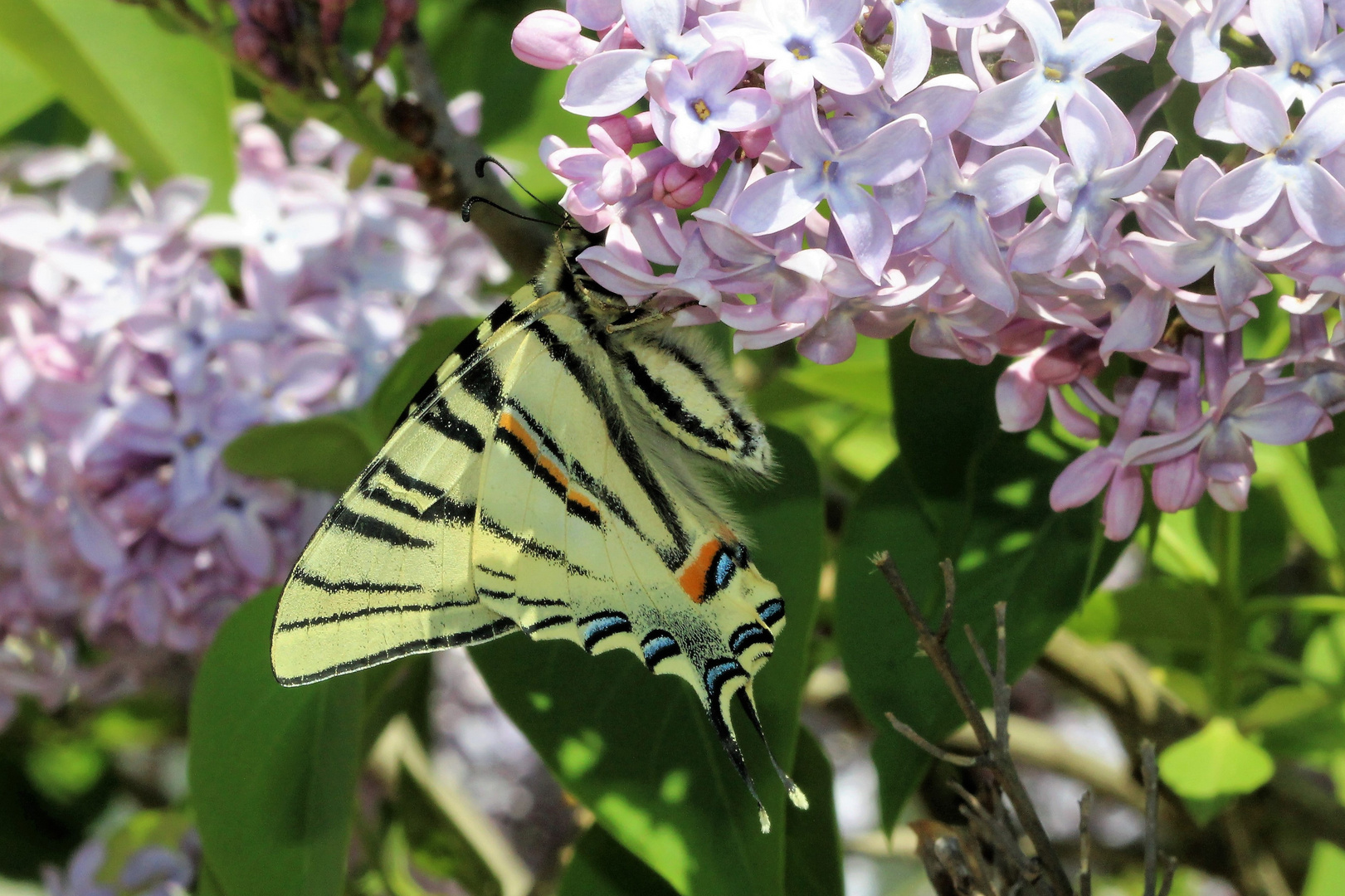 Dans le lilas