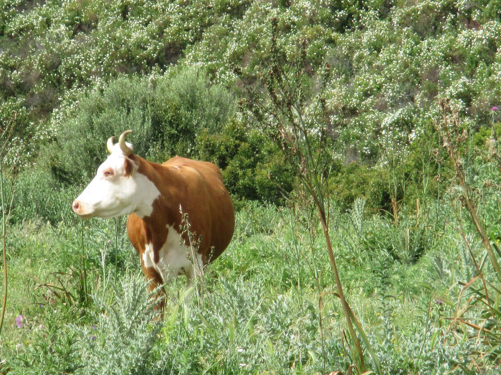 ..Dans le maquis Corse...