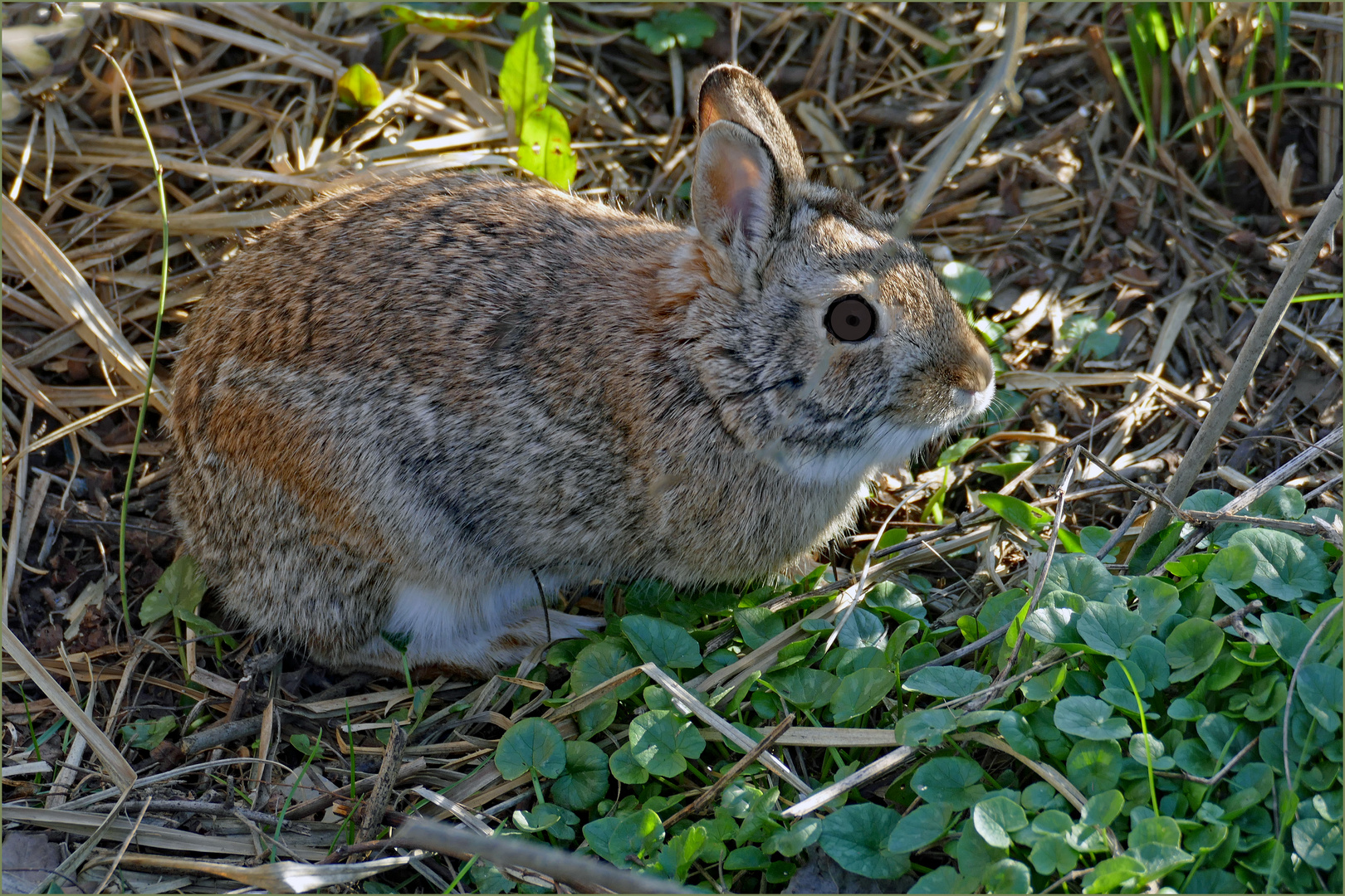 dans le maris, on "marche" sur les  lapins...