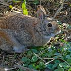 dans le maris, on "marche" sur les  lapins...