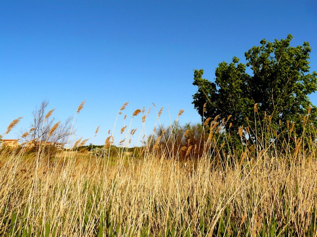 dans le marré