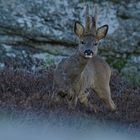 dans le Massif du Caroux