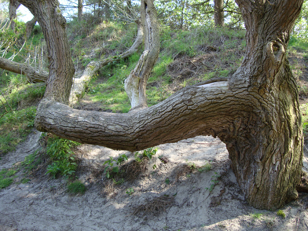 Dans le parc du Marquenterre