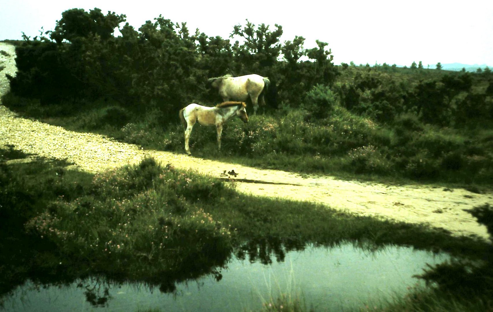 Dans le parc national de New Forest.