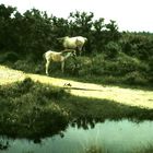 Dans le parc national de New Forest.