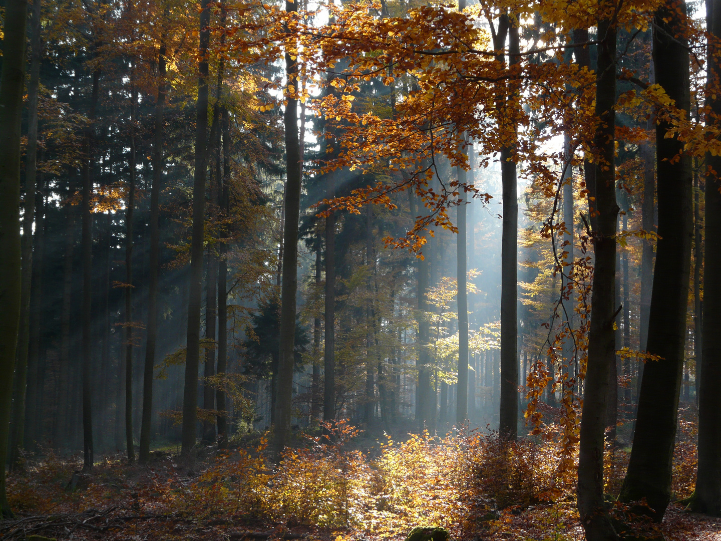 Dans le parc naturel du Spessart (Allemagne)