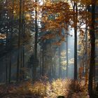 Dans le parc naturel du Spessart (Allemagne)