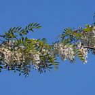 Dans le petit bois ... le Robinier faux acacia