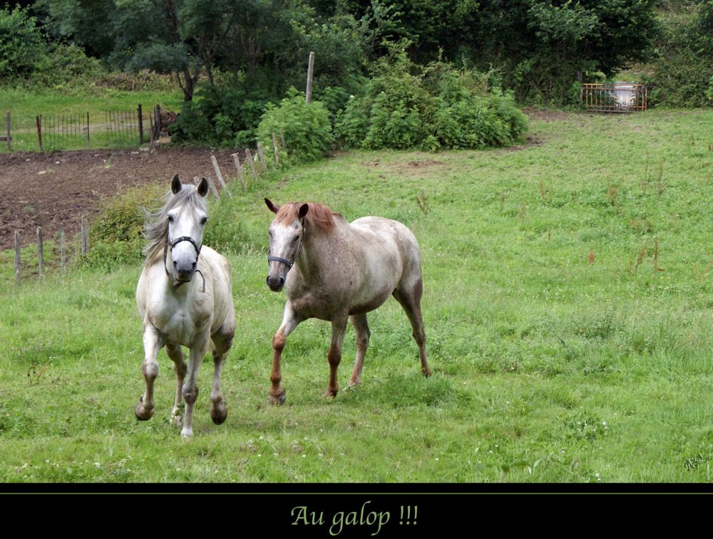 Dans le pré