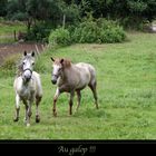 Dans le pré