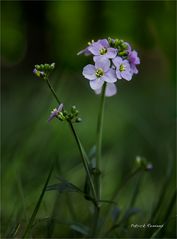 dans le pré