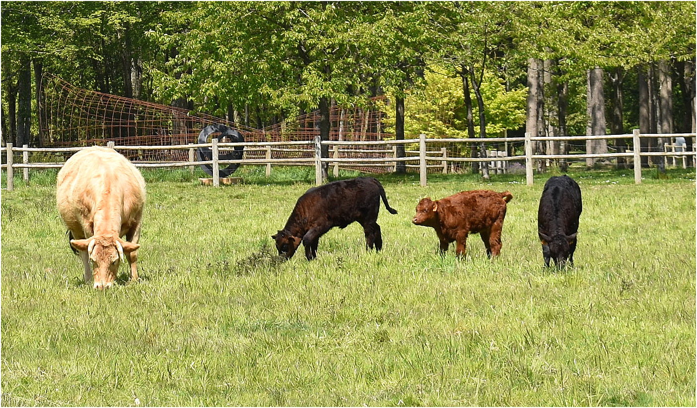 dans le pré