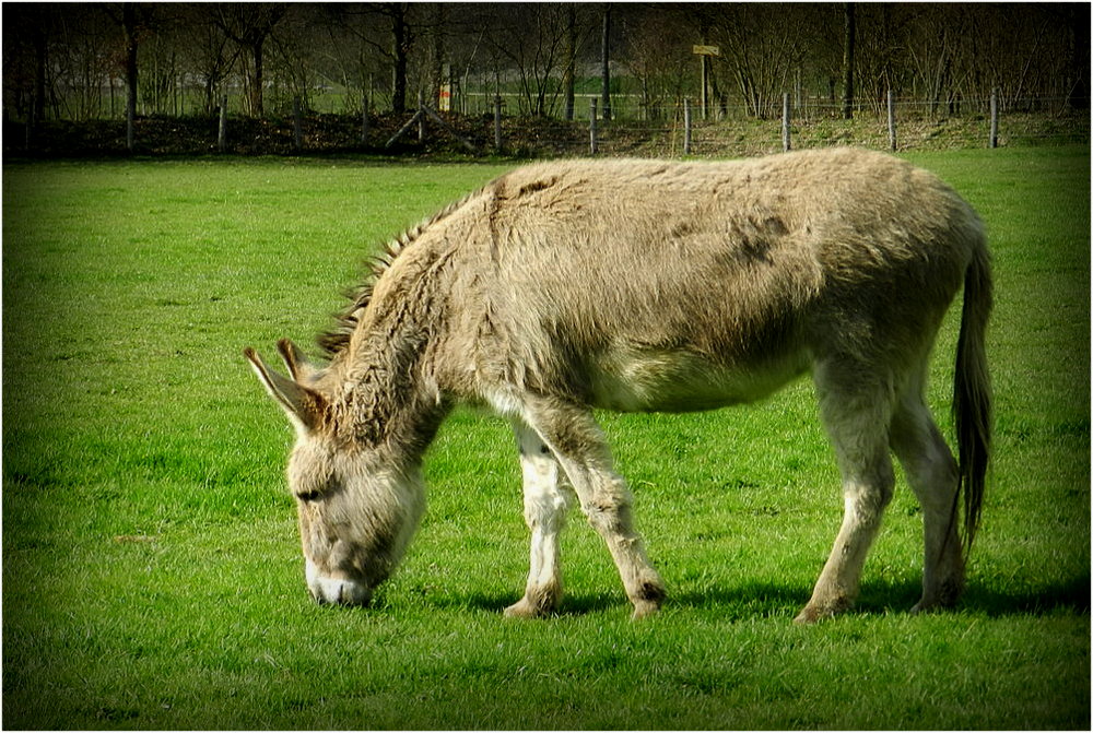 dans le pré