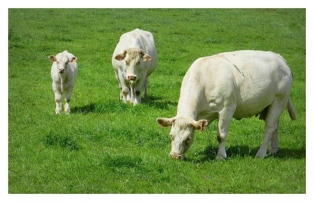 dans le pré