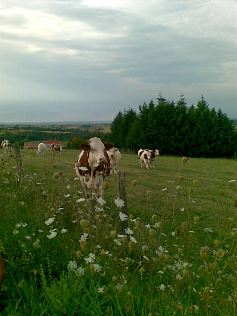 Dans le près