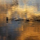 Dans le Rhône, reflets