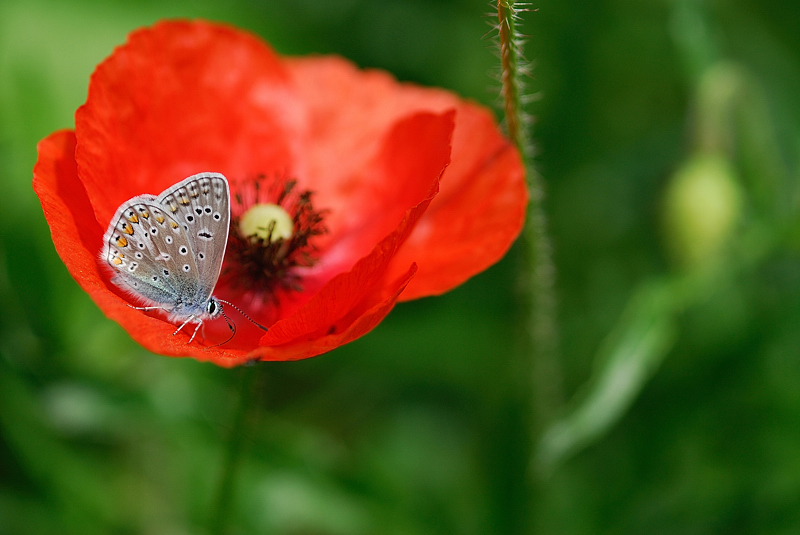 dans le rouge