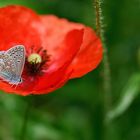 dans le rouge