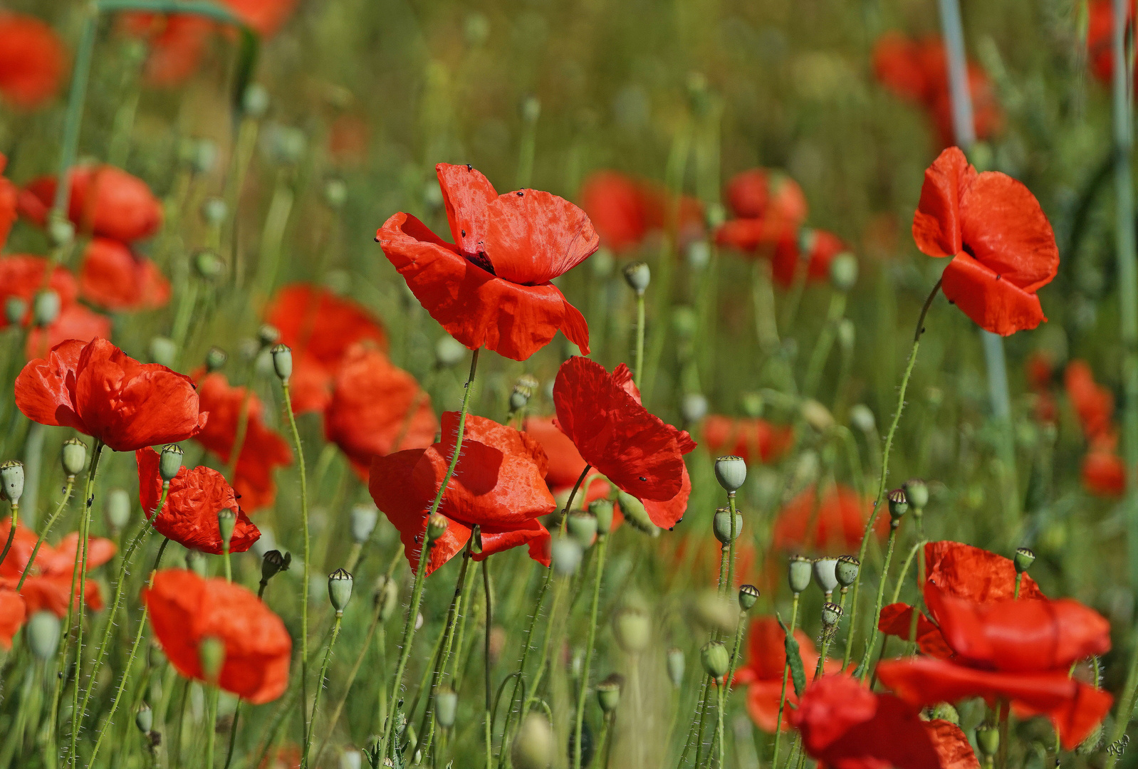 Dans le rouge.......