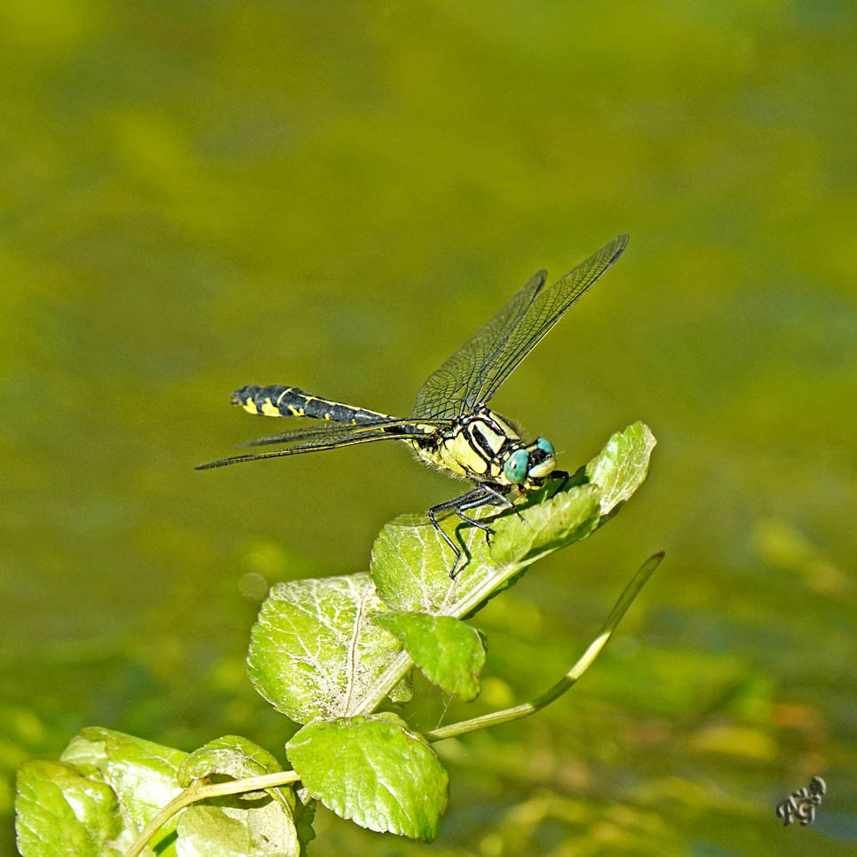 Dans le ruisseau ....