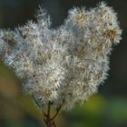 Dans le silence de l'automne