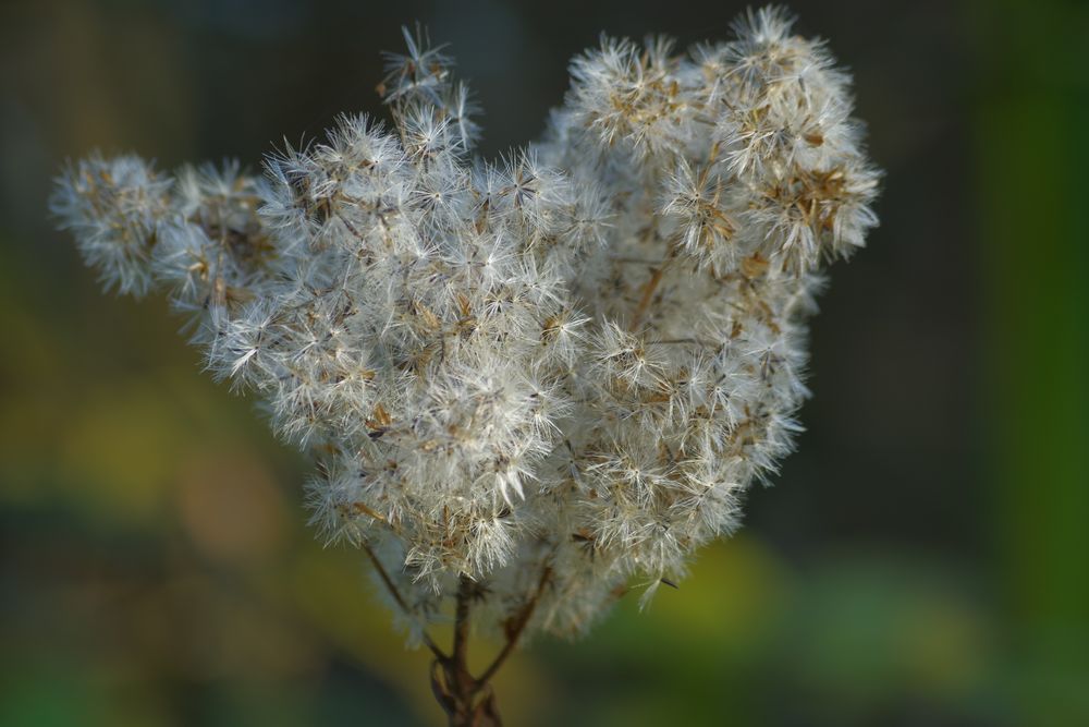 Dans le silence de l'automne