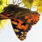 Dans le tilleul, un papillon qui fait ses provisions