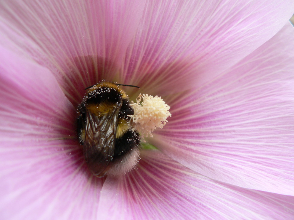 dans le ventre d'une fleur