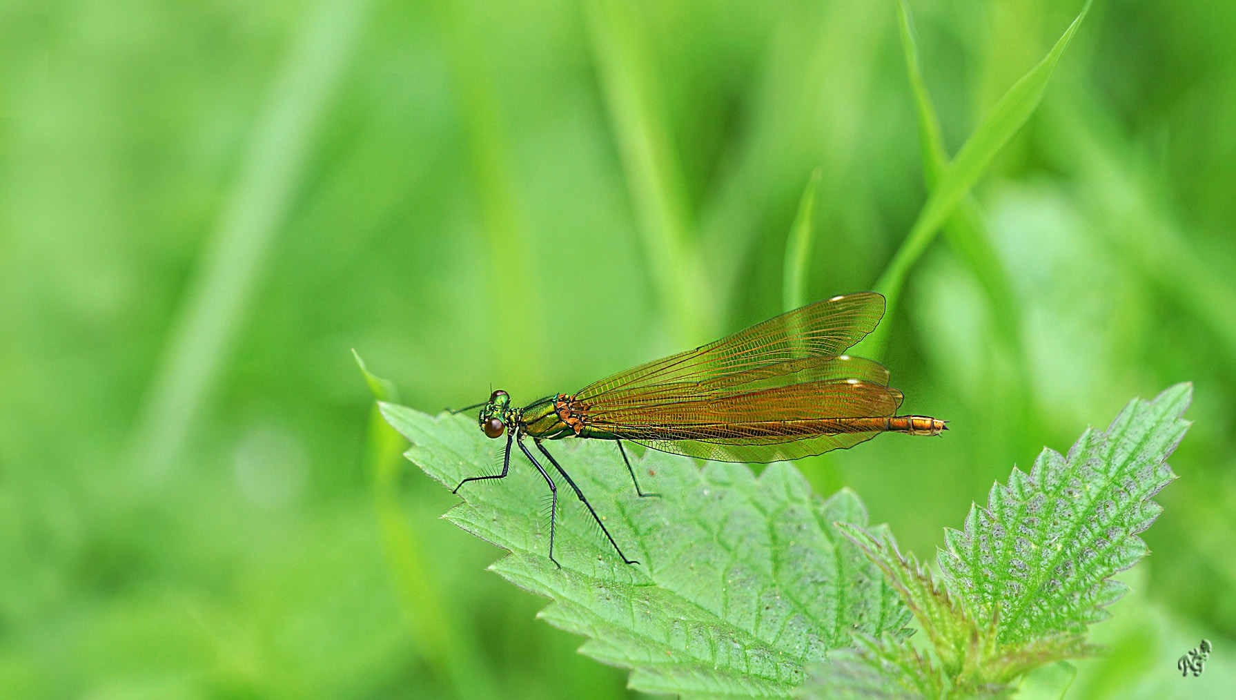 Dans le vert .......