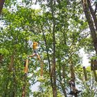 Dans le vert des branches