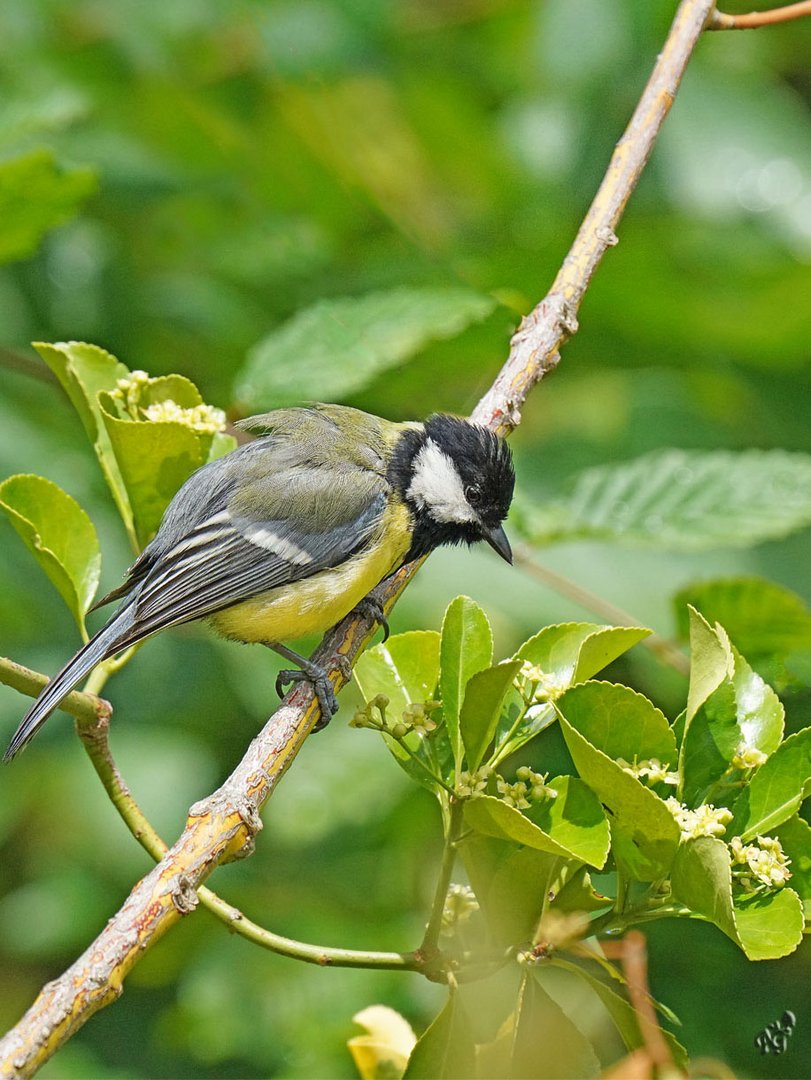 Dans le vert .. la mésange charbonnière ...