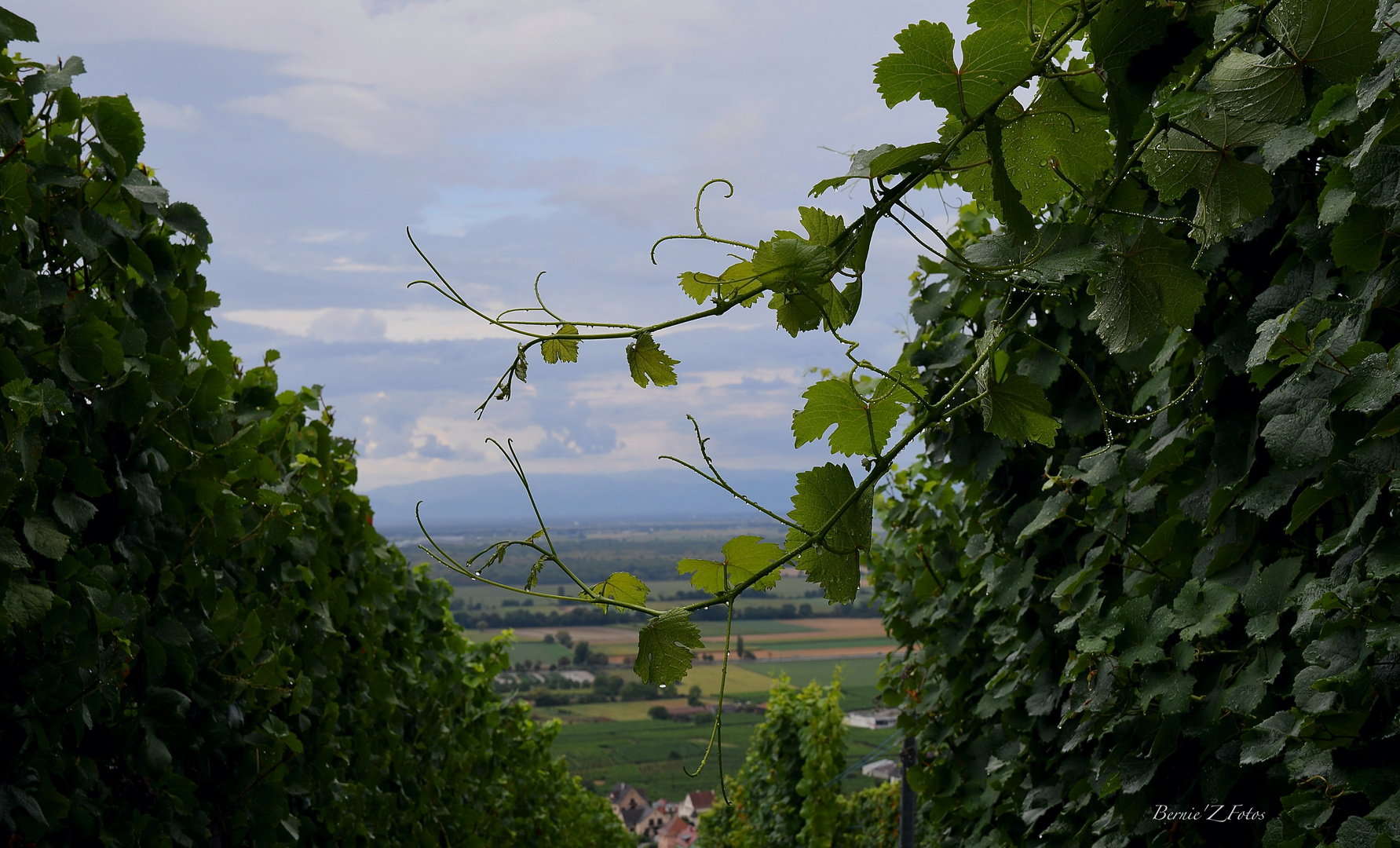 Dans le vignoble Alsacien