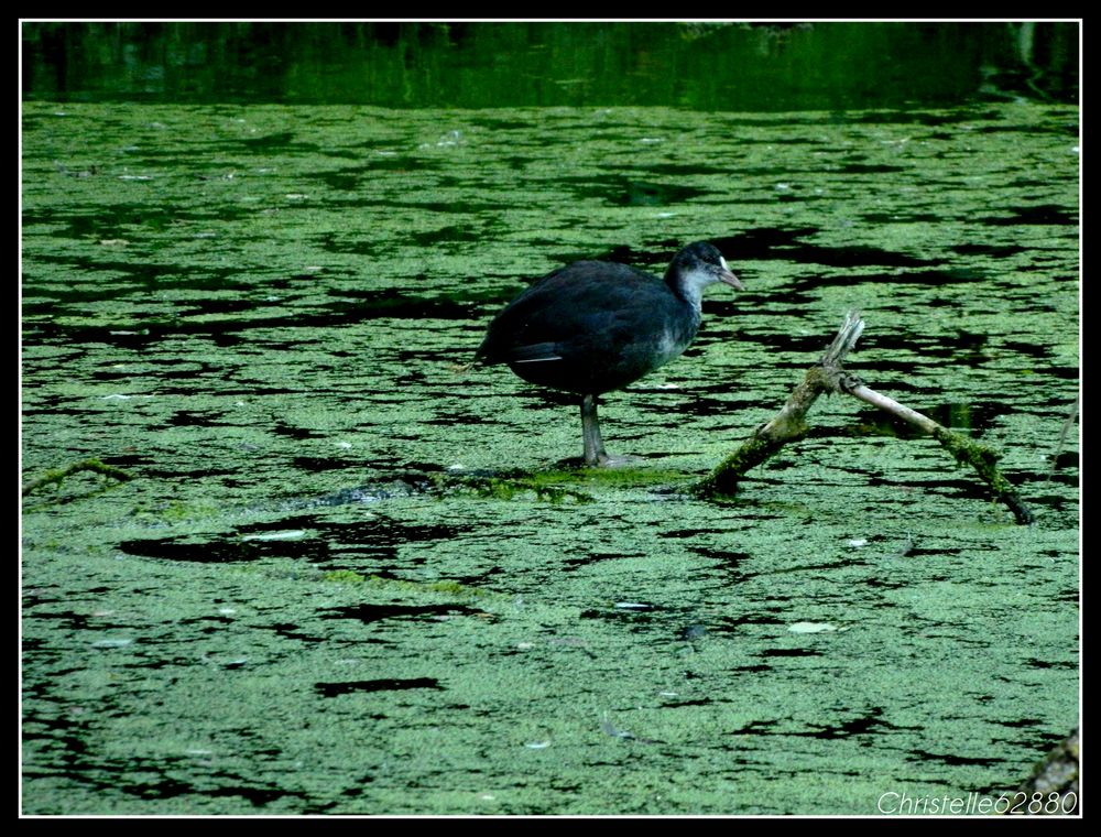 dans l'eau