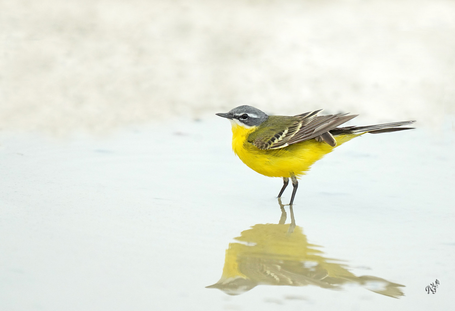 Dans l'eau ....