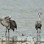 Dans l'eau, les grues cendrées