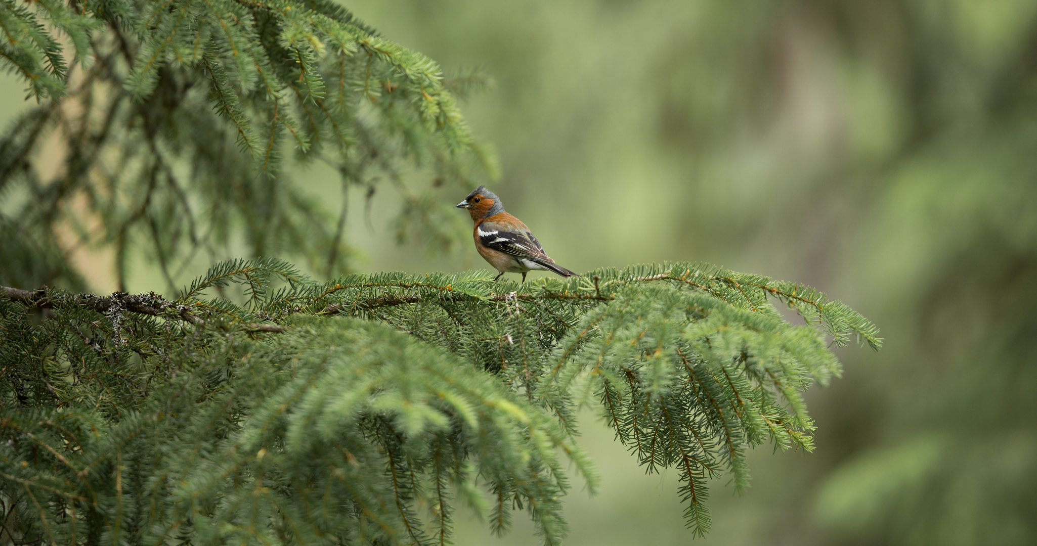 Dans les arbres